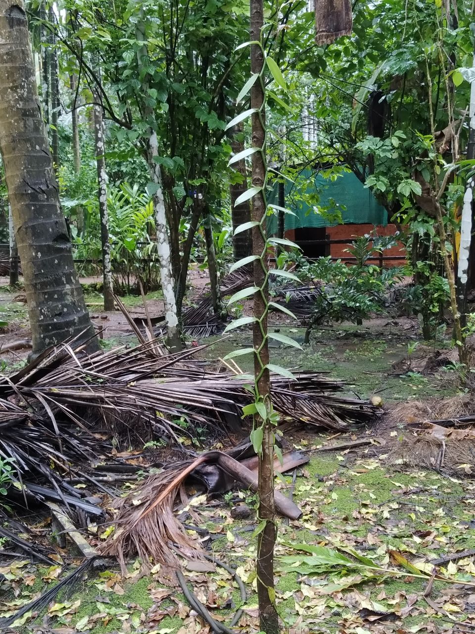 Photo of In Goa if you have free time from Bear bottles then must visit Sahakari Spice farm & Tropical farm. 3/4 by Rahul Gupta