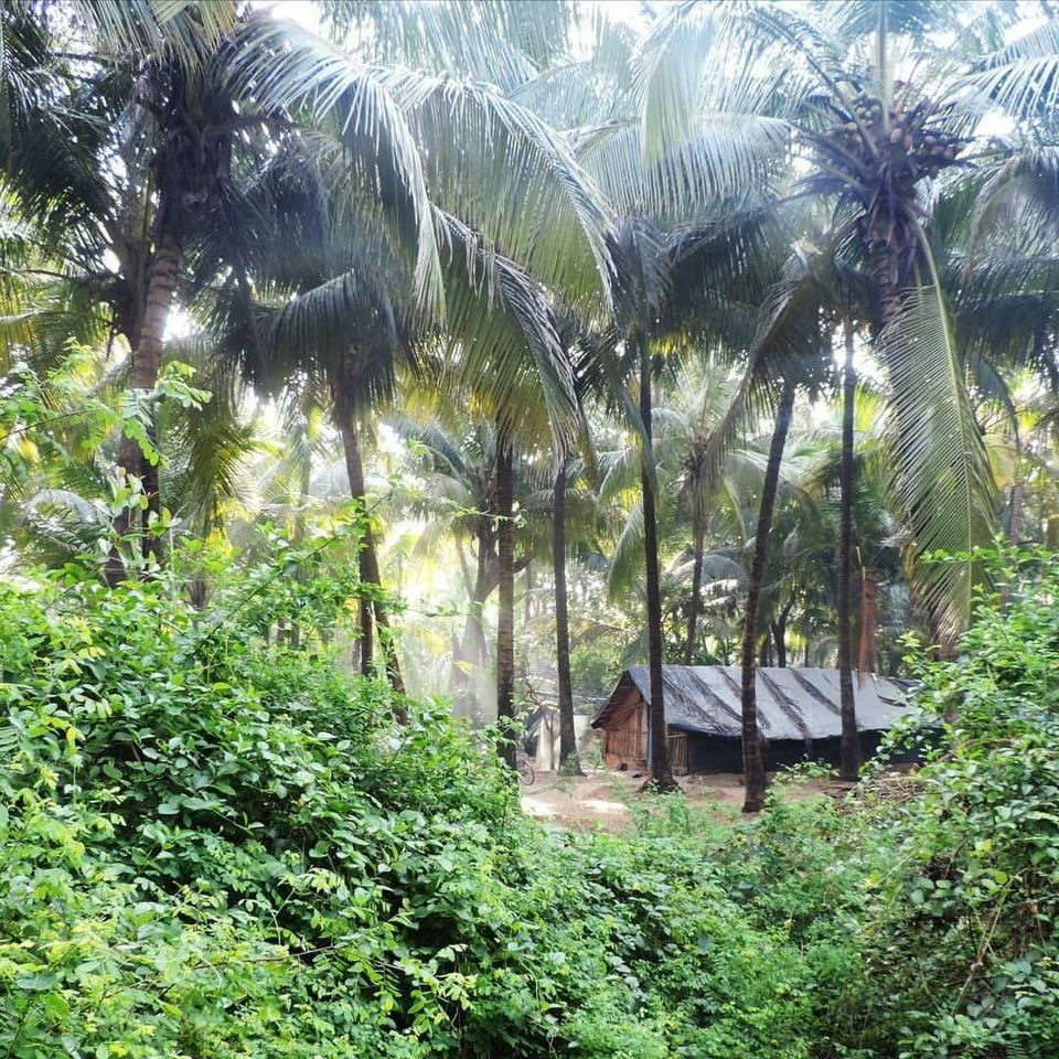 Photo of Vibrant Kokan by Ajinkya Sabale