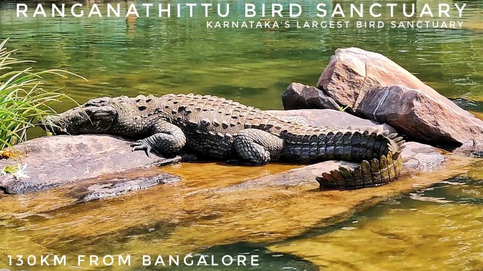Photo of Karnataka's Largest Bird Sanctuary | Ranganathittu Bird Sanctuary | Karnataka Tourism 1/1 by sagar lama