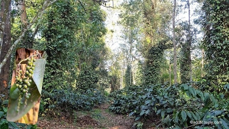 Photo of Old Kent Estates & Spa, Coorg, Old Kent Estate Road, Kodagu, Karnataka, India by AdriftCouple