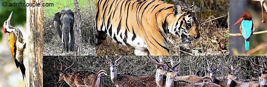 Photo of Royal Bengal Tiger - Vision To Reality In Nagarhole? by AdriftCouple
