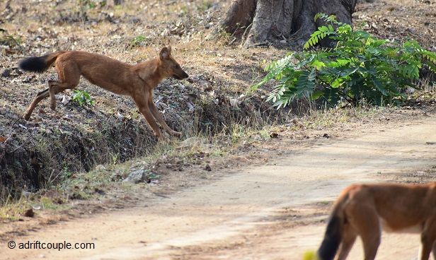 Photo of Nagarhole National Park And Tiger Reserve, Mysore - Madikeri Rd, Hunsur, Karnataka, India by AdriftCouple