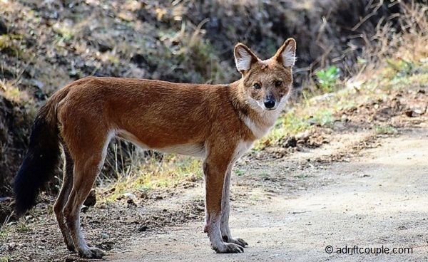 Photo of Nagarhole National Park And Tiger Reserve, Mysore - Madikeri Rd, Hunsur, Karnataka, India by AdriftCouple