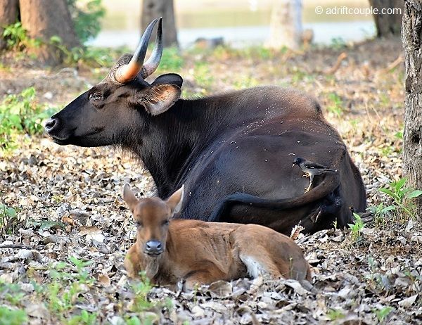 Photo of Nagarhole National Park And Tiger Reserve, Mysore - Madikeri Rd, Hunsur, Karnataka, India by AdriftCouple