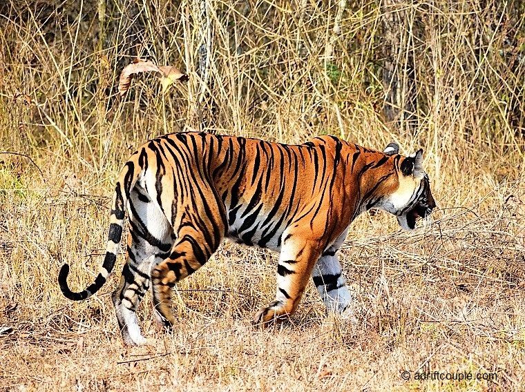 Photo of Royal Bengal Tiger - Vision To Reality In Nagarhole? by AdriftCouple