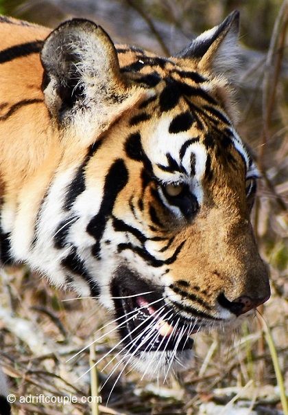 Photo of Nagarhole National Park And Tiger Reserve, Mysore - Madikeri Rd, Hunsur, Karnataka, India by AdriftCouple