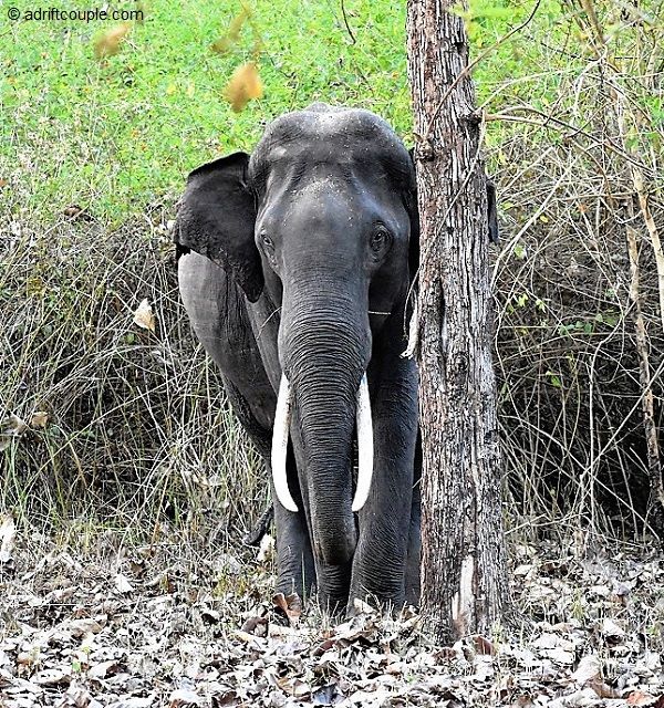 Photo of Royal Bengal Tiger - Vision To Reality In Nagarhole? by AdriftCouple