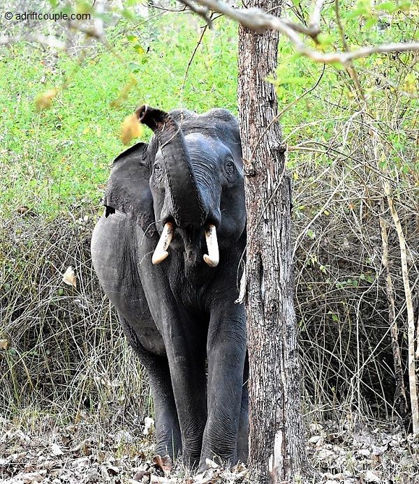 Photo of Royal Bengal Tiger - Vision To Reality In Nagarhole? by AdriftCouple