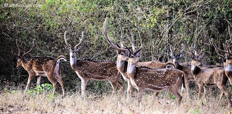 Photo of Royal Bengal Tiger - Vision To Reality In Nagarhole? by AdriftCouple
