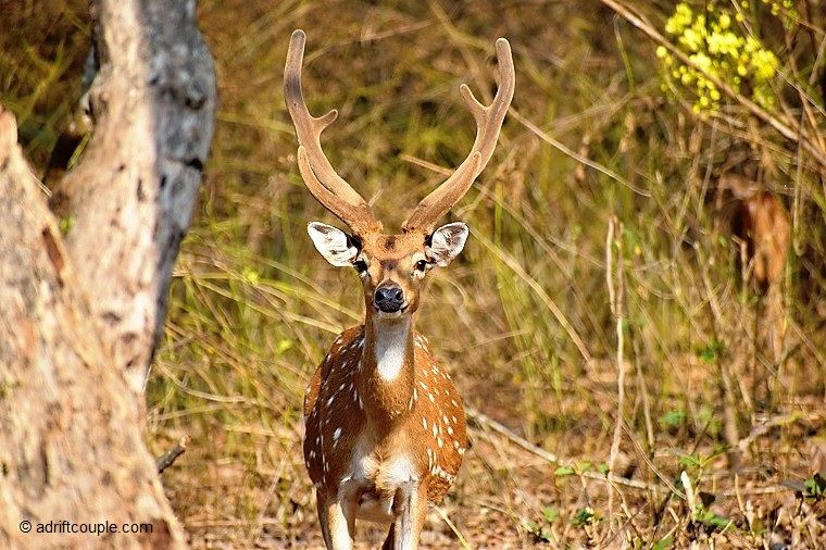 Photo of Royal Bengal Tiger - Vision To Reality In Nagarhole? by AdriftCouple