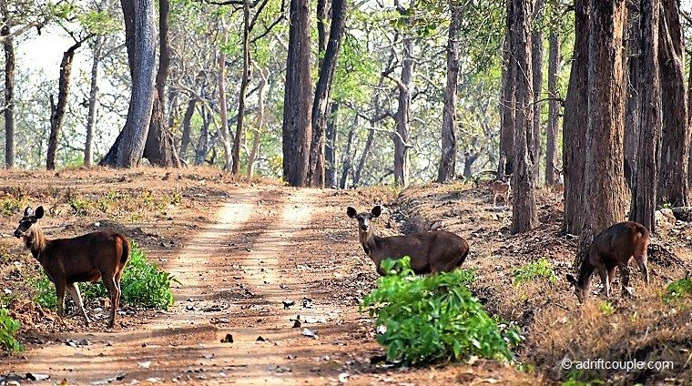 Photo of Royal Bengal Tiger - Vision To Reality In Nagarhole? by AdriftCouple