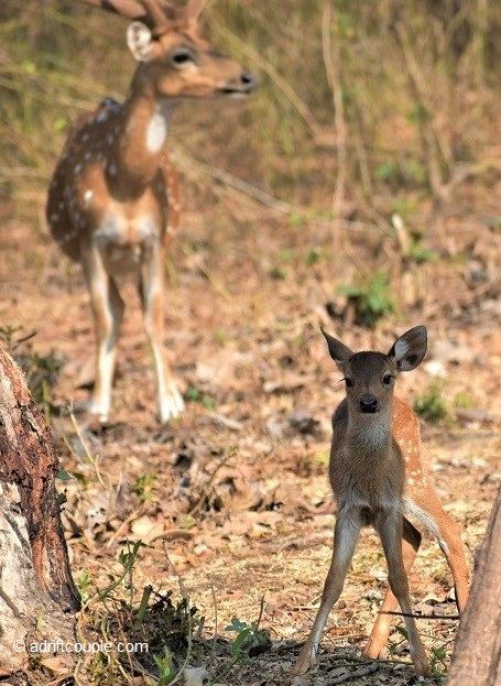 Photo of Royal Bengal Tiger - Vision To Reality In Nagarhole? by AdriftCouple