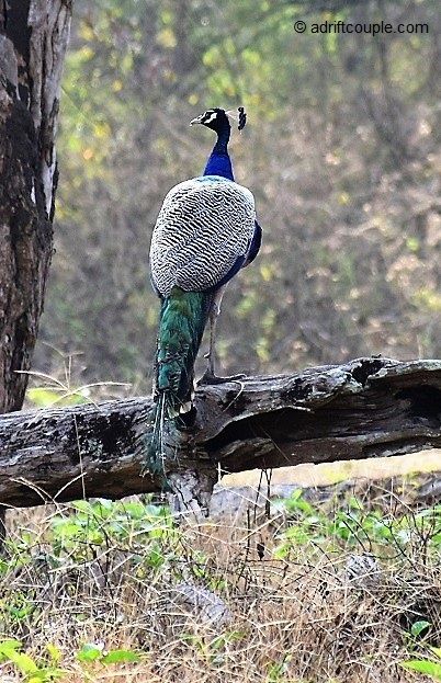 Photo of Royal Bengal Tiger - Vision To Reality In Nagarhole? by AdriftCouple