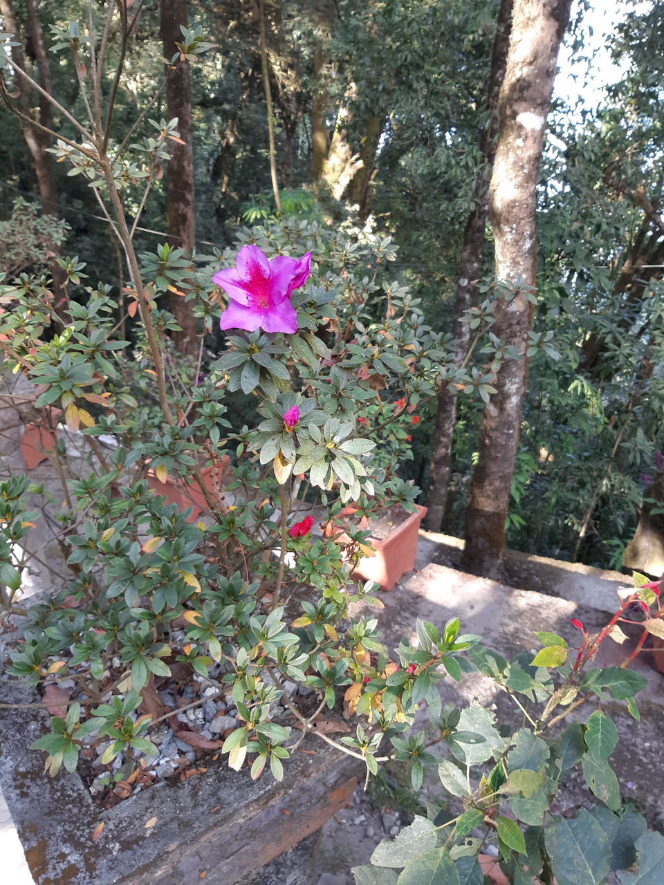 Photo of Kurseong, West Bengal, India by Aditi Goswami