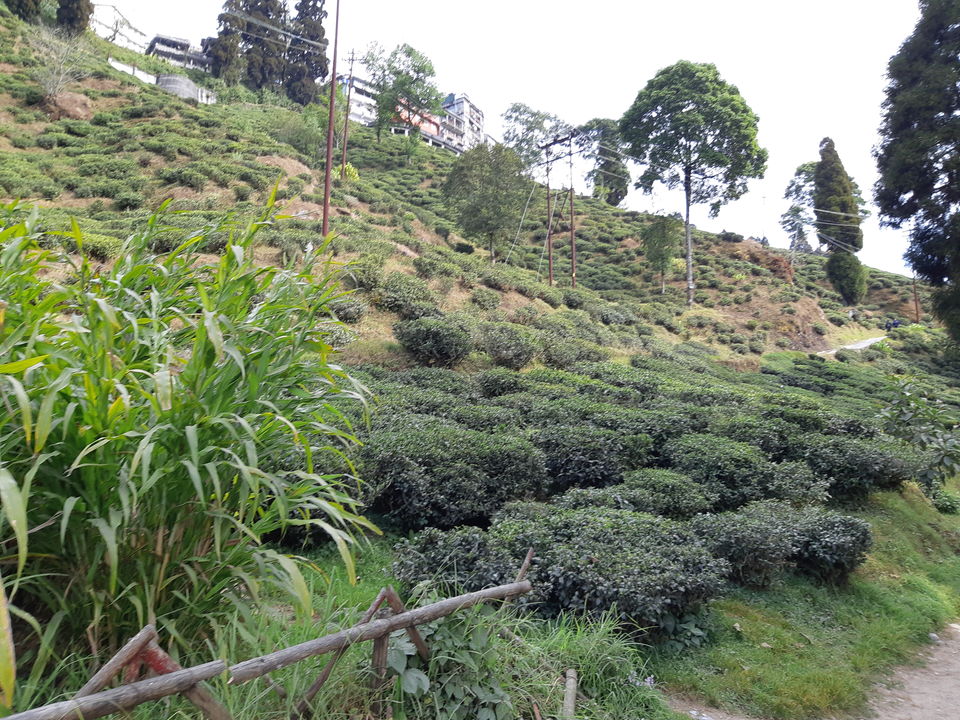 Photo of Kurseong, West Bengal, India by Aditi Goswami