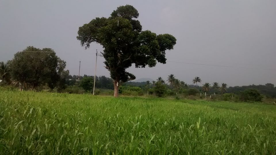 Photo of Impromtu Day Trip to Pyramid Valley International 3/3 by Niharika Bora