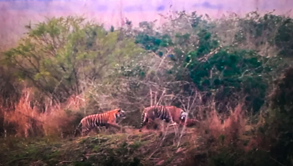 Photo of Jim Corbett National Park (Dhikala forest) - Budget and every detail you need to plan your own trip 15/18 by Savvy Fernweh