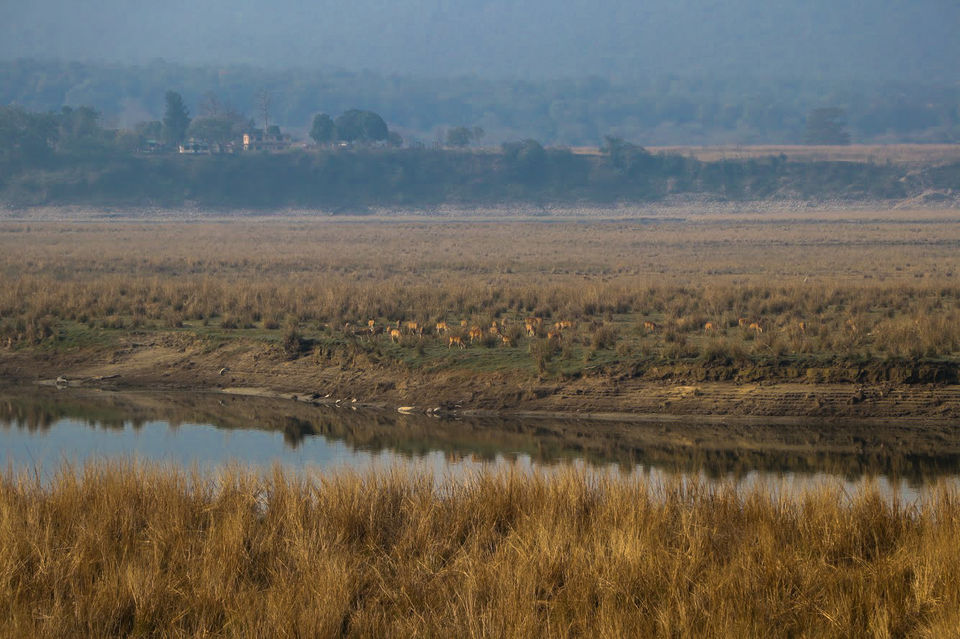 Photo of Jim Corbett National Park (Dhikala forest) - Budget and every detail you need to plan your own trip 16/18 by Savvy Fernweh