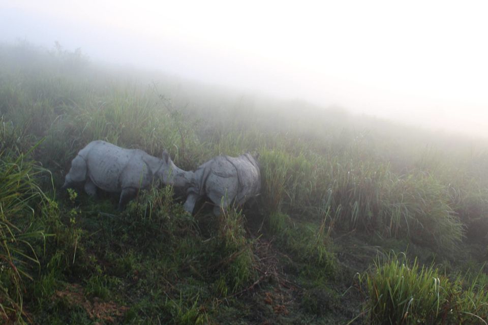 Photo of North-East Diaries- Kaziranga National Park 27/46 by Rachit Pathak