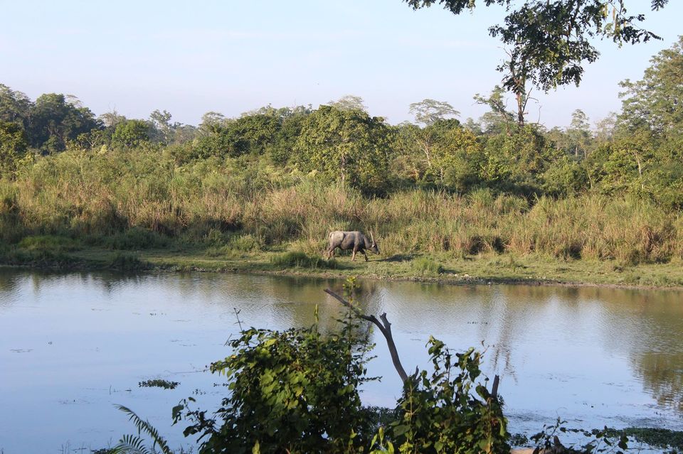 Photo of North-East Diaries- Kaziranga National Park 25/46 by Rachit Pathak