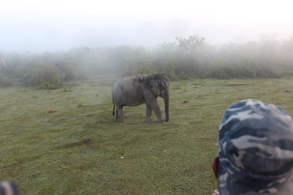 Photo of North-East Diaries- Kaziranga National Park 33/46 by Rachit Pathak