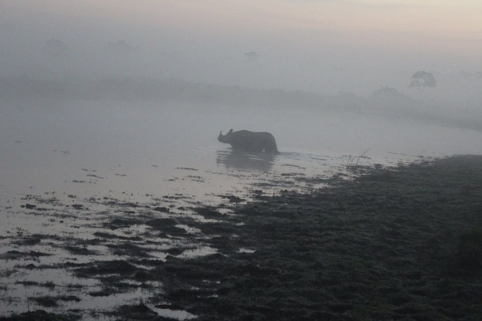 Photo of North-East Diaries- Kaziranga National Park 7/46 by Rachit Pathak