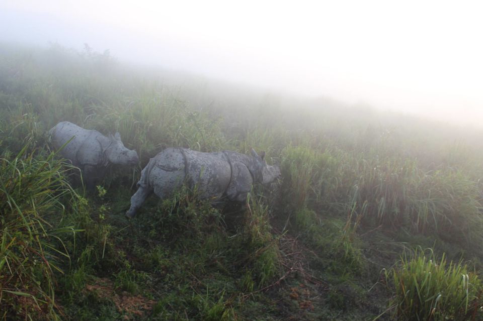 Photo of North-East Diaries- Kaziranga National Park 8/46 by Rachit Pathak