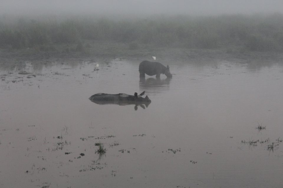 Photo of North-East Diaries- Kaziranga National Park 31/46 by Rachit Pathak