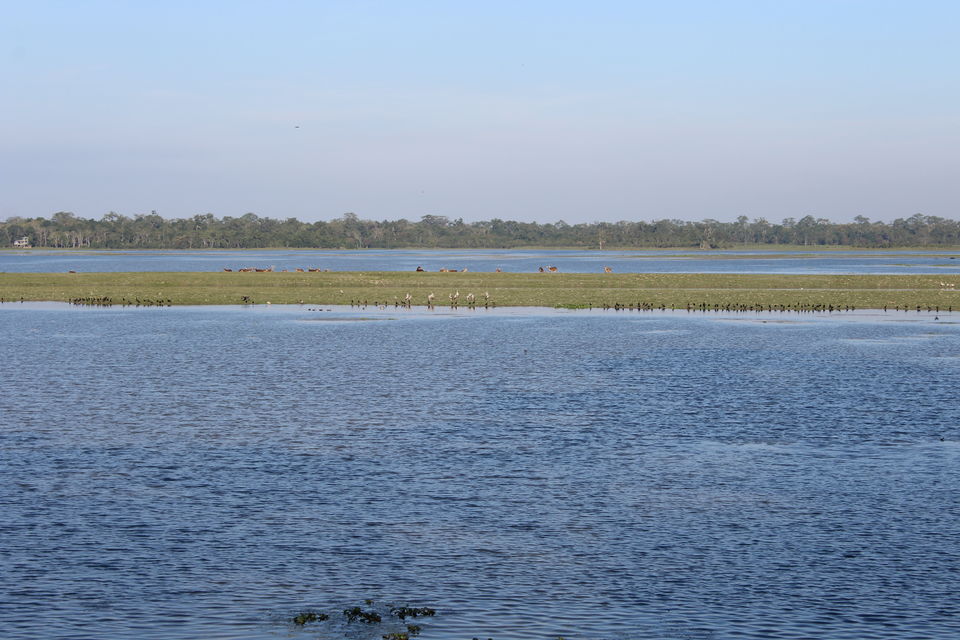 Photo of North-East Diaries- Kaziranga National Park 37/46 by Rachit Pathak