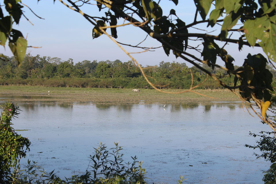 Photo of North-East Diaries- Kaziranga National Park 38/46 by Rachit Pathak