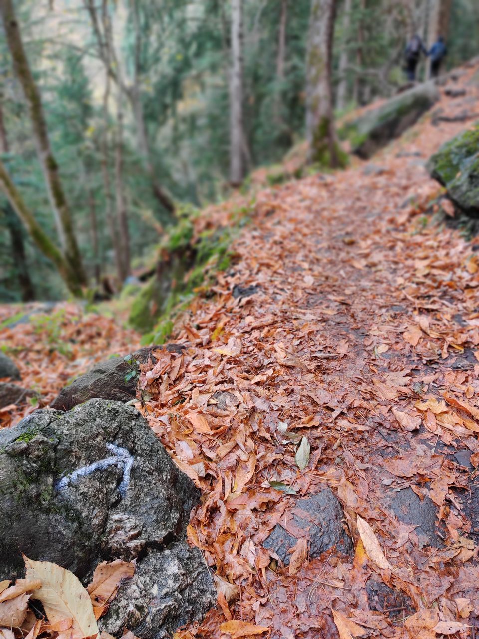 Photo of Kheerganga - Glimpse of a Hippie Trek by Hippie On Road