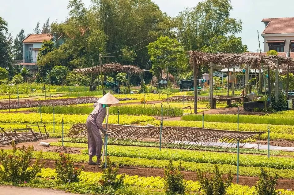 Photo of herbs village, Cẩm Hà, Hội An, Quang Nam Province, Vietnam by Michael William