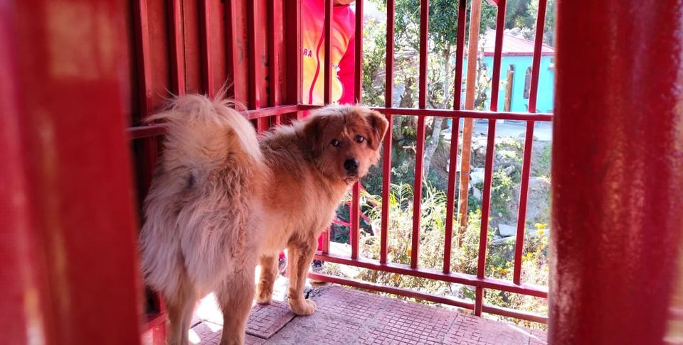 Photo of Want to Get Rid of the Lockdown Blues? Visit This Place in Kanatal Post-COVID to Soothe Your Minds by Rashmi Vanwani