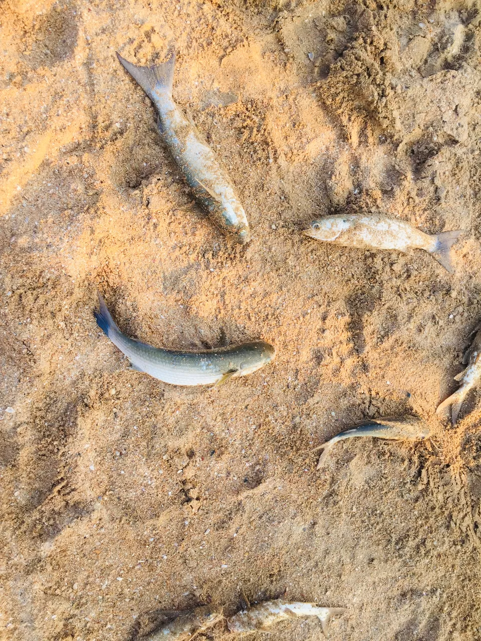 Photo of Om Beach, Gokarna, Karnataka by Surabhi Keerthi