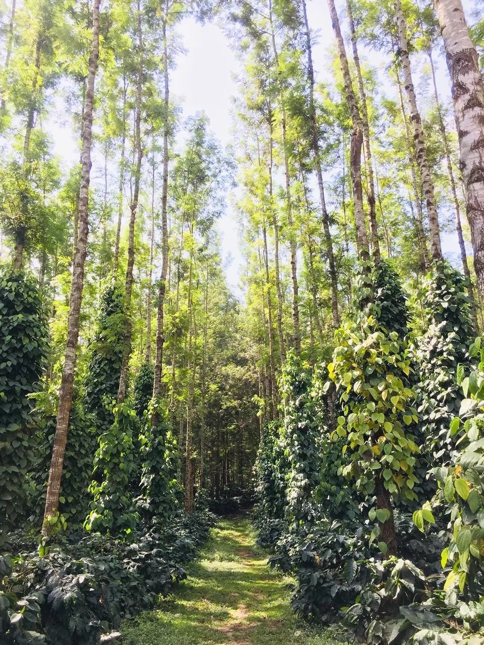 Photo of Chikmagalur, Karnataka, India by Surabhi Keerthi