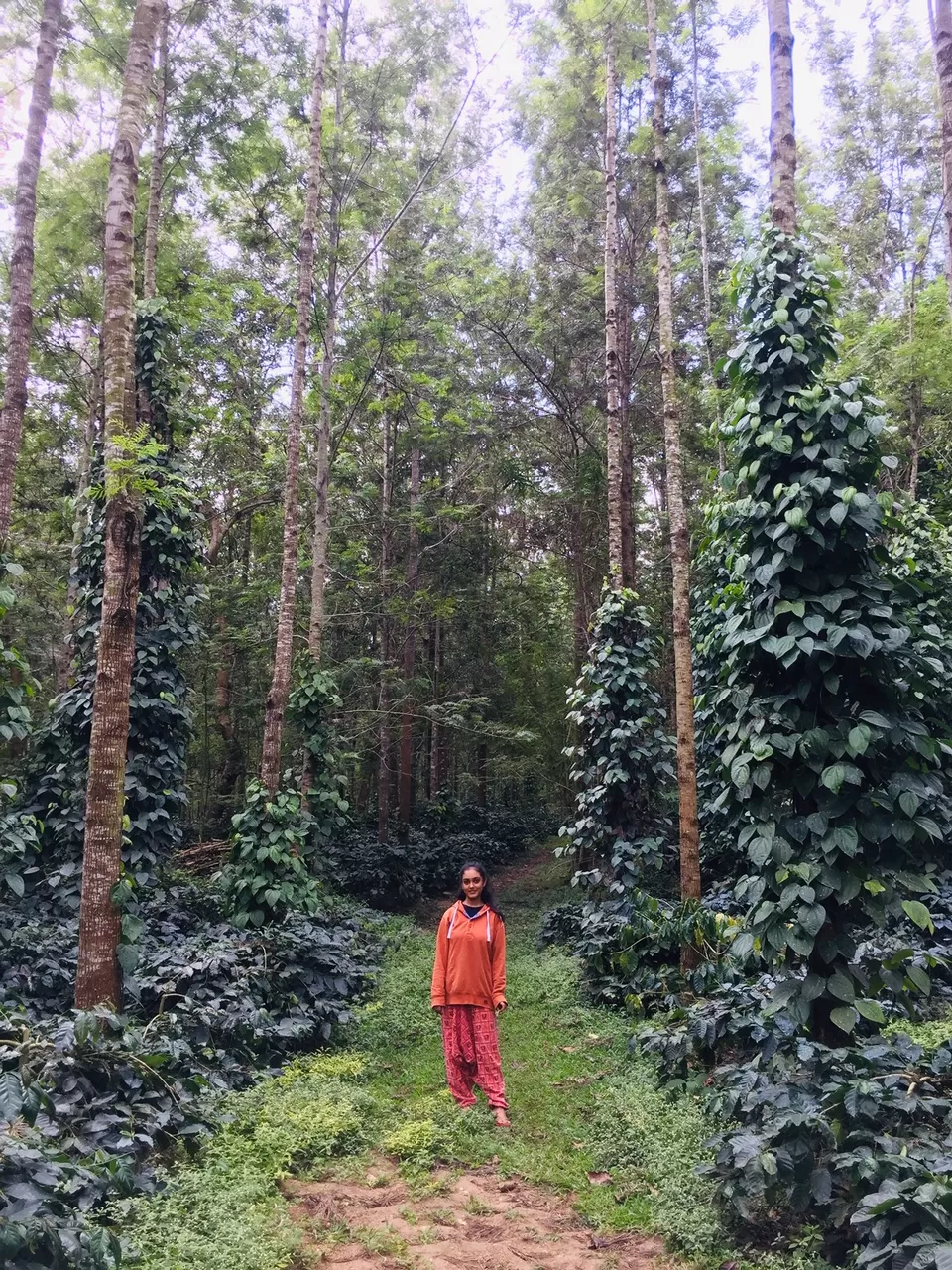 Photo of Chikmagalur, Karnataka, India by Surabhi Keerthi