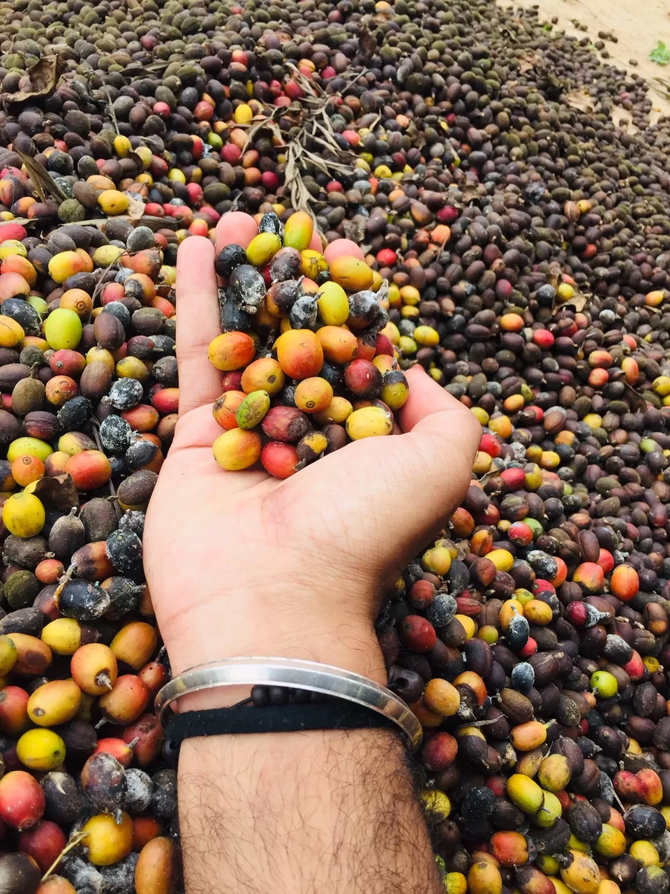 Photo of Chikmagalur, Karnataka, India by Surabhi Keerthi