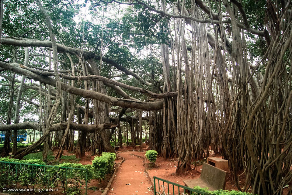 Photo of Dodda Aalada Mara, Uttarahalli Hobli, Bengaluru, Karnataka, India by Surabhi Keerthi
