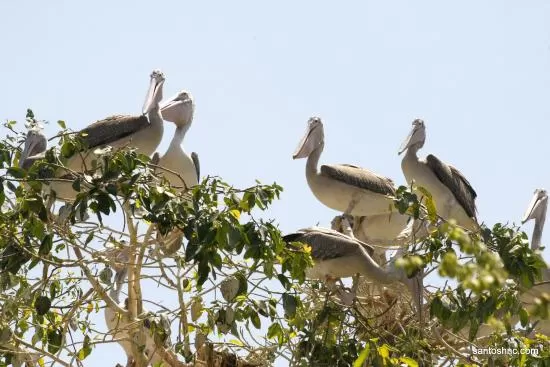 Photo of Kokkare Bellur Bird Sanctuary, Rudrakshipur - Halaguru Road, Kokkarebellur, Karnataka, India by Surabhi Keerthi