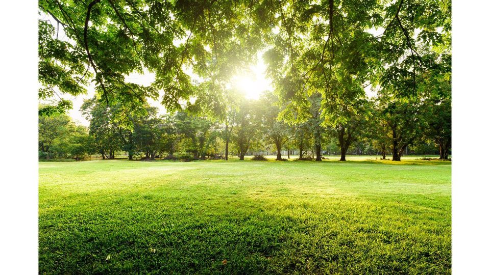 Photo of India Now Has Its First Cryptogamic Garden in Dehradun, Uttarakhand by Srishti (still.winds)
