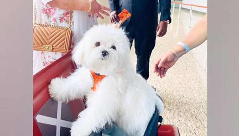 Photo of Woman Booked an Entire Air India Business Class Cabin to Ensure Her Dog Travels Lavishly 1/2 by Srishti (still.winds)
