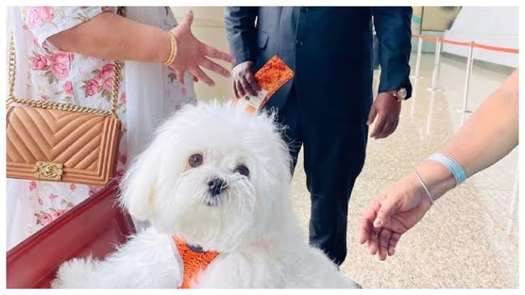 Photo of Woman Booked an Entire Air India Business Class Cabin to Ensure Her Dog Travels Lavishly by Srishti (still.winds)