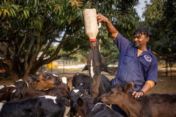 Photo of Experience India’s Farm-Stay Holidays with a Twist, Book an Anti-resort, with WiFi and Cows 7/12 by Srishti (still.winds)