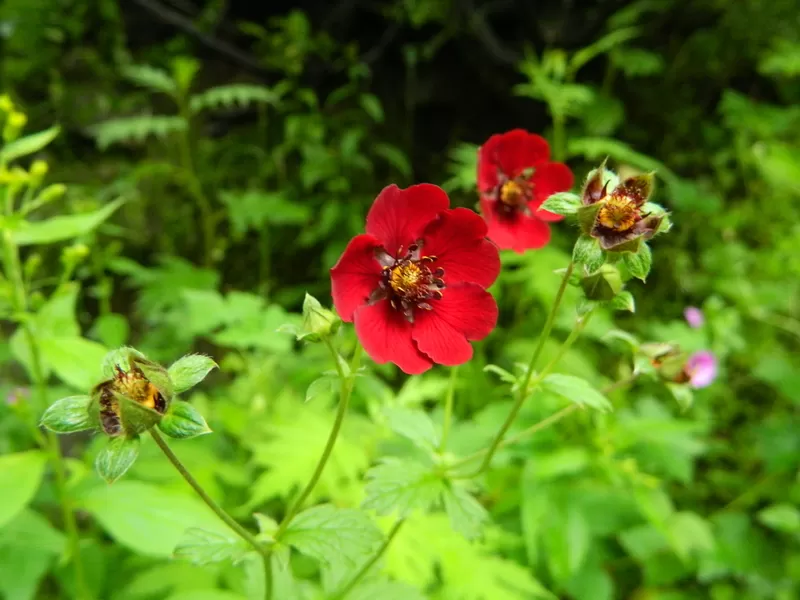 Photo of Valley of Flowers National Park, Chamoli, Uttarakhand, India by Hardik Amrania