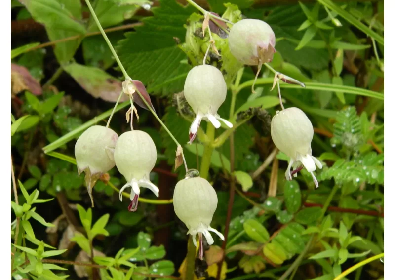 Photo of Valley of Flowers National Park, Chamoli, Uttarakhand, India by Hardik Amrania