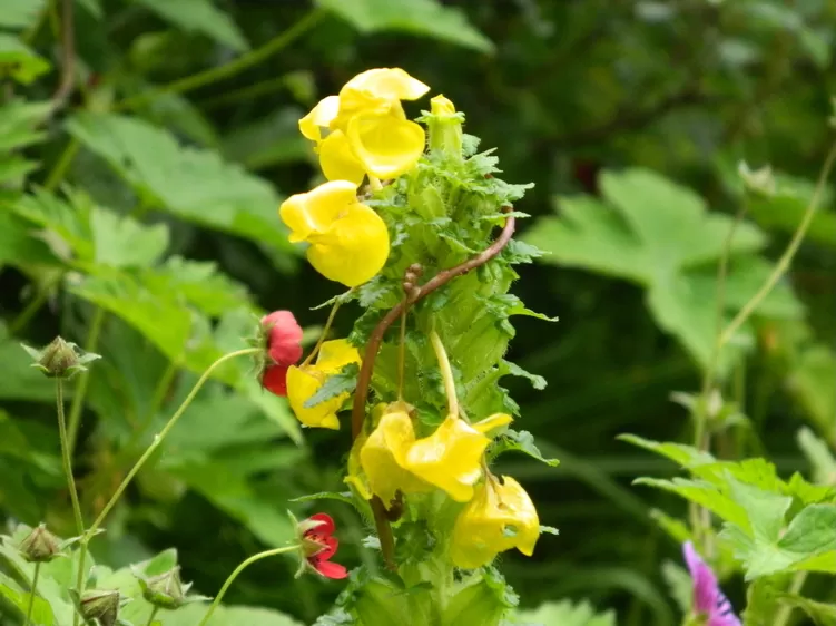 Photo of Valley of Flowers National Park, Chamoli, Uttarakhand, India by Hardik Amrania
