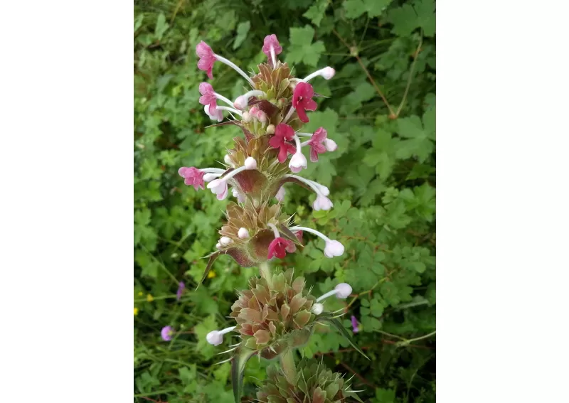 Photo of Valley of Flowers National Park, Chamoli, Uttarakhand, India by Hardik Amrania
