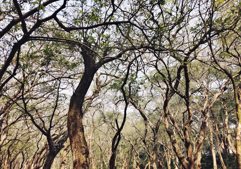 Photo of বিভূতিভূষণ অভয়ারণ্য এবং ভূতুড়ে রাত্রিযাপন #GoLocal 4/10 by Teni Da Of Pataldanga