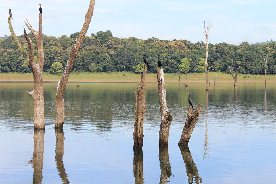 Photo of Thekkady, Kumily, Kerala, India by Jyotin Prachand