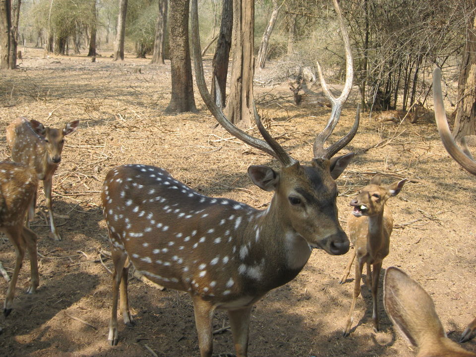 Photo of Nisargadhama, Karnataka by Jyotin Prachand